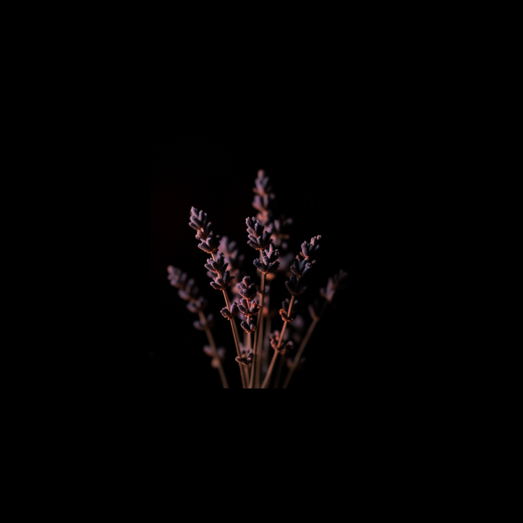 A small dark square photo of dried lavender-toned stems against deep shadow